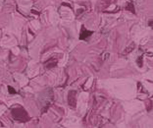 Norma - Purple
